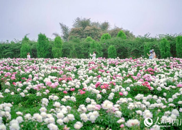 6 Scenic Cycling Routes to Explore Meishan’s Spring Beauty