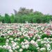 6 Scenic Cycling Routes to Explore Meishan’s Spring Beauty