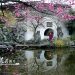 Suzhou on Two Wheels: A Morning Ride Through Gardens and Alleyways