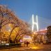 Spring Cycling in Shanghai: 4 Picture-Perfect Routes to Ride Now