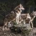 Wolf Spotted Chasing Cyclist in Dutch National Park
