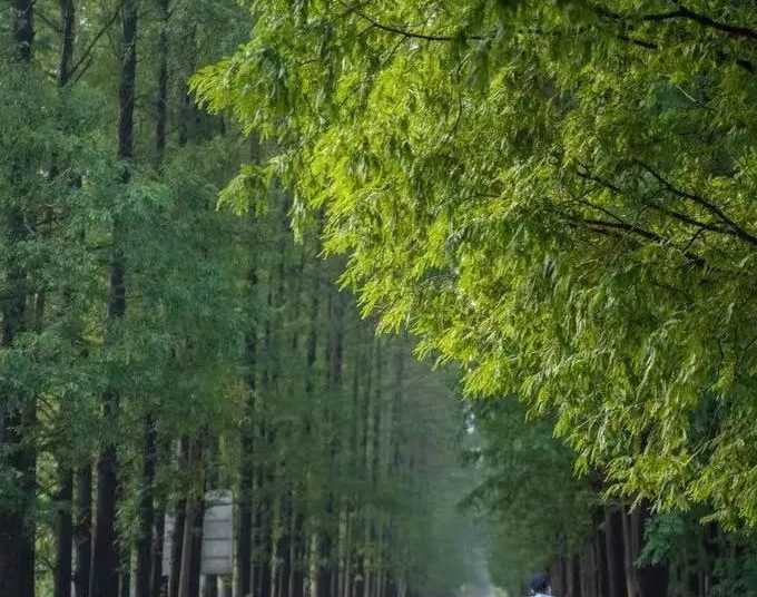 Fall’s Coolest Ride: Pukou’s Autumn Bike Trails Are Calling