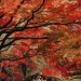 Huzhou Cycling Guide: A Journey Through Autumn’s Splendor